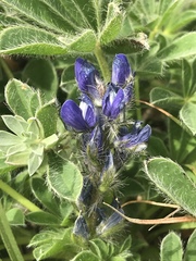 Lupinus micranthus