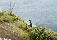 Phalacrocorax featherstoni