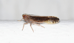 Stenocranus vittatus