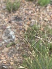 Aristida arizonica