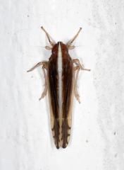 Stenocranus vittatus