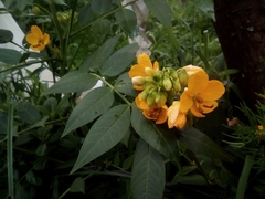Senna hirsuta