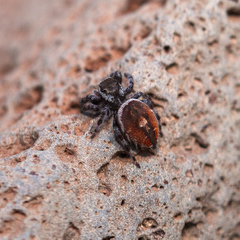 Phidippus tyrrelli