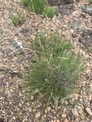 Aristida arizonica