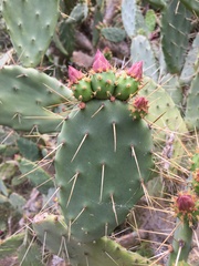 Opuntia elatior