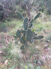 Opuntia elatior