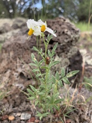 Solanum jamesii