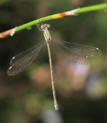 Lestes virgatus