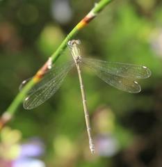 Lestes virgatus