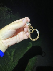 Leptodeira rhombifera