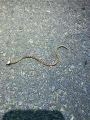 Leptodeira rhombifera