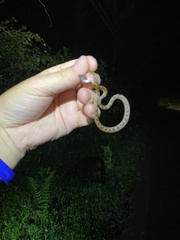 Leptodeira rhombifera