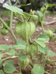 Physalis neomexicana