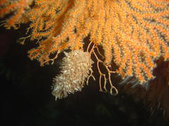 Melithaea rubra