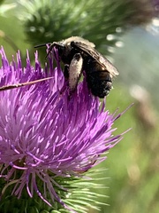 Melissodes desponsus