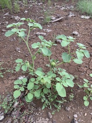 Physalis neomexicana