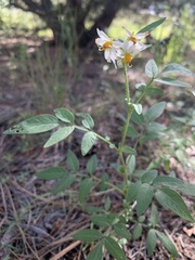 Solanum jamesii