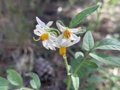 Solanum jamesii