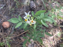 Solanum jamesii
