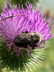 Melissodes desponsus