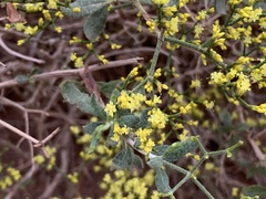 Eriogonum corymbosum