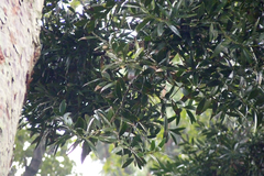 Agathis dammara