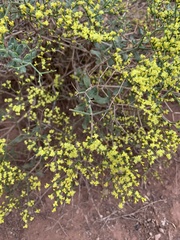 Eriogonum corymbosum