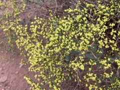 Eriogonum corymbosum