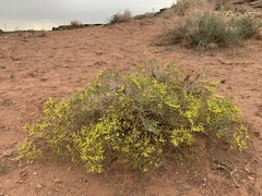 Eriogonum corymbosum