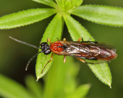 Thrinax dubitata