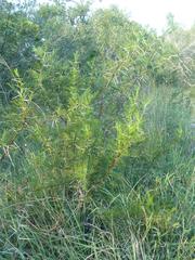 Vachellia borleae