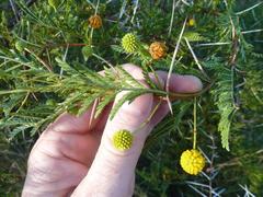 Vachellia borleae