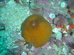 Pseudactinia flagellifera