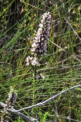 Andersonia caerulea