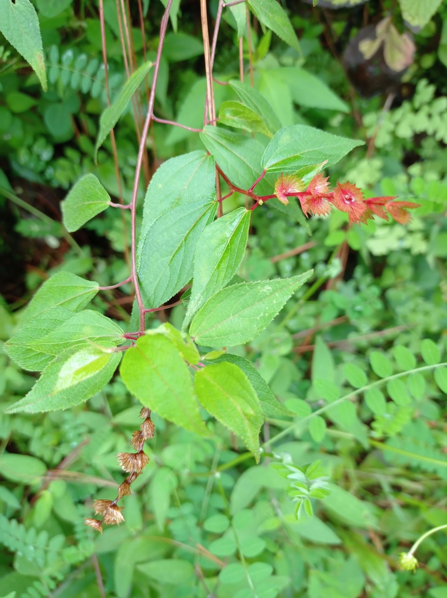 Acalypha nubicola McVaugh