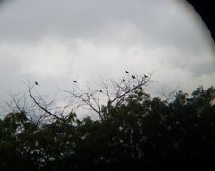 Patagioenas leucocephala