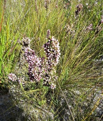 Andersonia caerulea