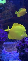 Zebrasoma