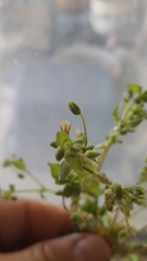 Arenaria serpyllifolia