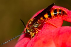 Radumeris novocaledonica