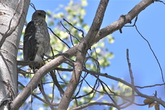 Accipiter cooperii