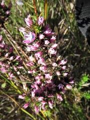 Andersonia caerulea