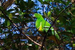 Drepanoptila holosericea