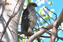 Accipiter cooperii