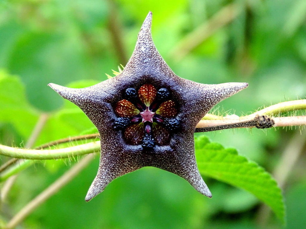 Dictyanthus yucatanensis
