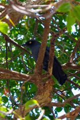 Coracina caledonica caledonica