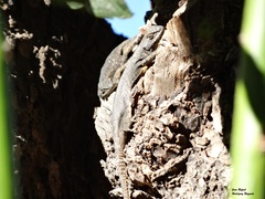 Sceloporus grammicus