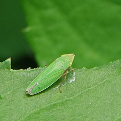 Draeculacephala minerva