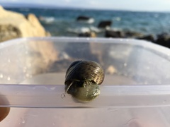 Phorcus turbinatus