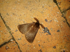 Phyllalia patens